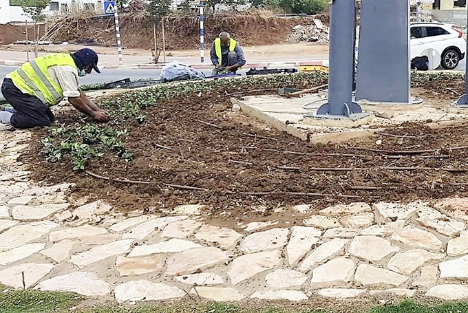 עוטפים את עפולה בפרחים